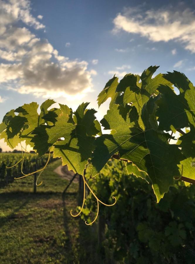 L'Oree Des Vignes Saint-Émilion Екстериор снимка